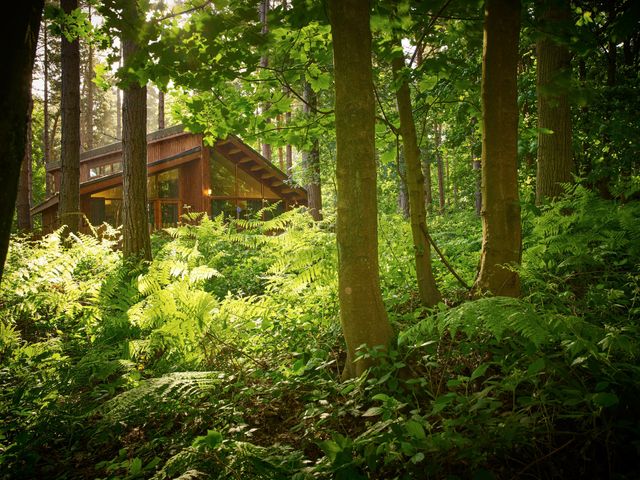 A wooden cabin surrounded by trees and ferns in a forest at Blackwood Forest Golden Oak Hideaway Blackwood Forest