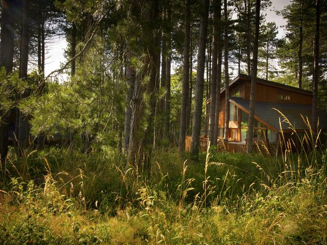 A wooden house surrounded by tall trees and grass in a forest at Blackwood Forest Golden Oak Blackwood Forest