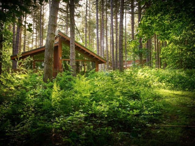 A wooden cabin in a forest surrounded by tall trees and green ferns at Thorpe Forest Silver Birch in Thorpe Forest