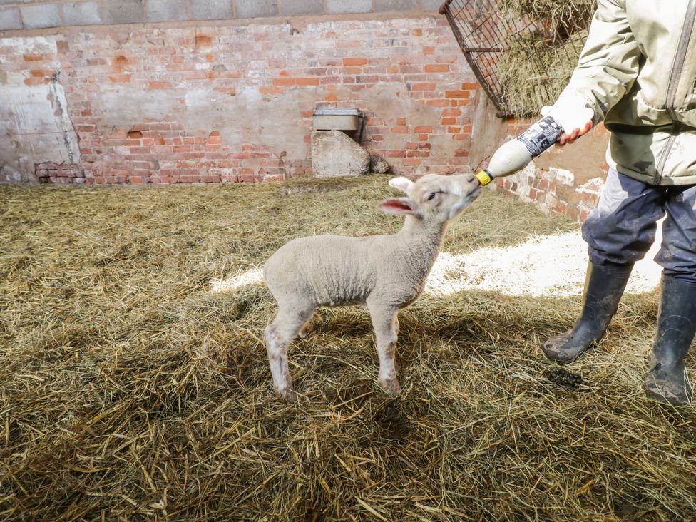 A lamb being bottle fed by a person in a barn with hay on the floor and a brick wall at Top Style Orchard in Hallow