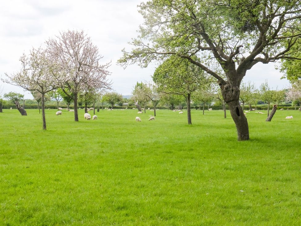 A grassy field with trees and sheep grazing at Top Style Orchard in Hallow
