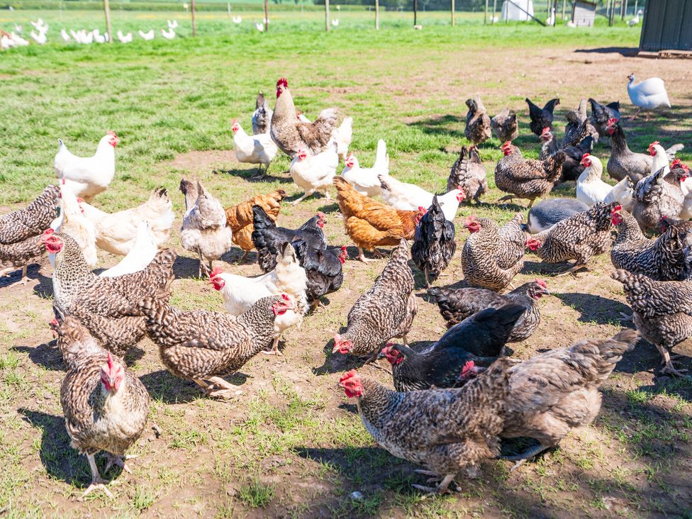 A fenced outdoor area with many chickens of different colors on grass and dirt at Top Style Orchard in Hallow
