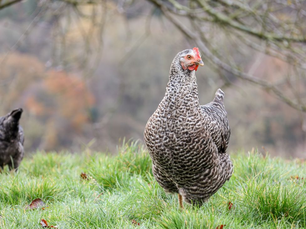 A speckled hen standing on green grass in an outdoor setting