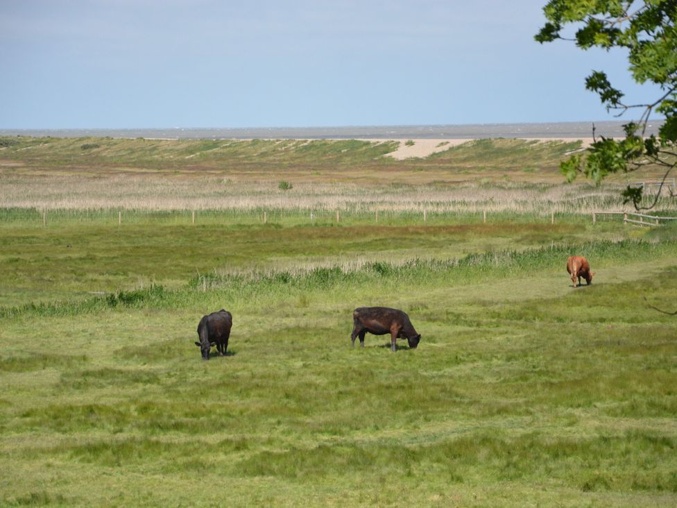 A grassy field with three cows grazing near a coastline with sand dunes and vegetation at Seadrift Dunwich Near Westleton