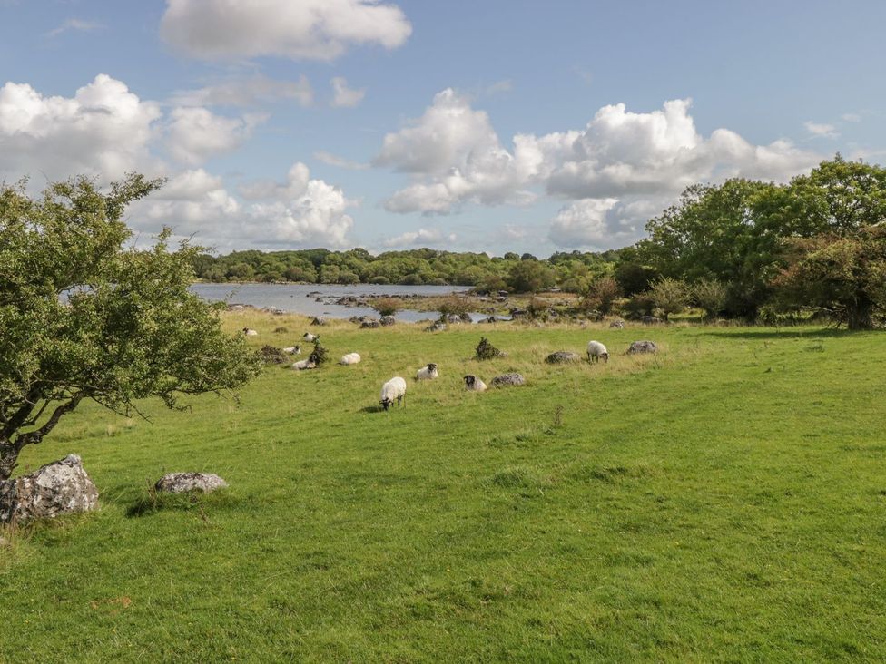 A grassy field with sheep near a body of water with trees in the background at Glebe House in Ballinrobe County Mayo