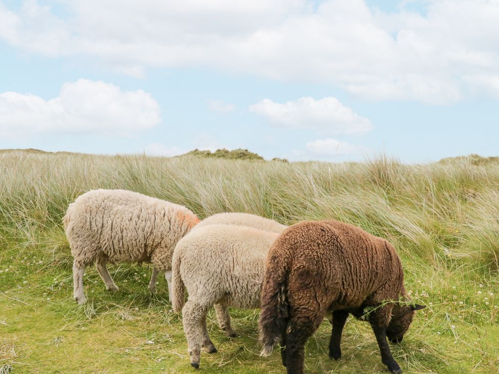 Four sheep grazing on grass with tall grass and a blue sky in the background at Cottage Catriona in Derrybeg County Donegal