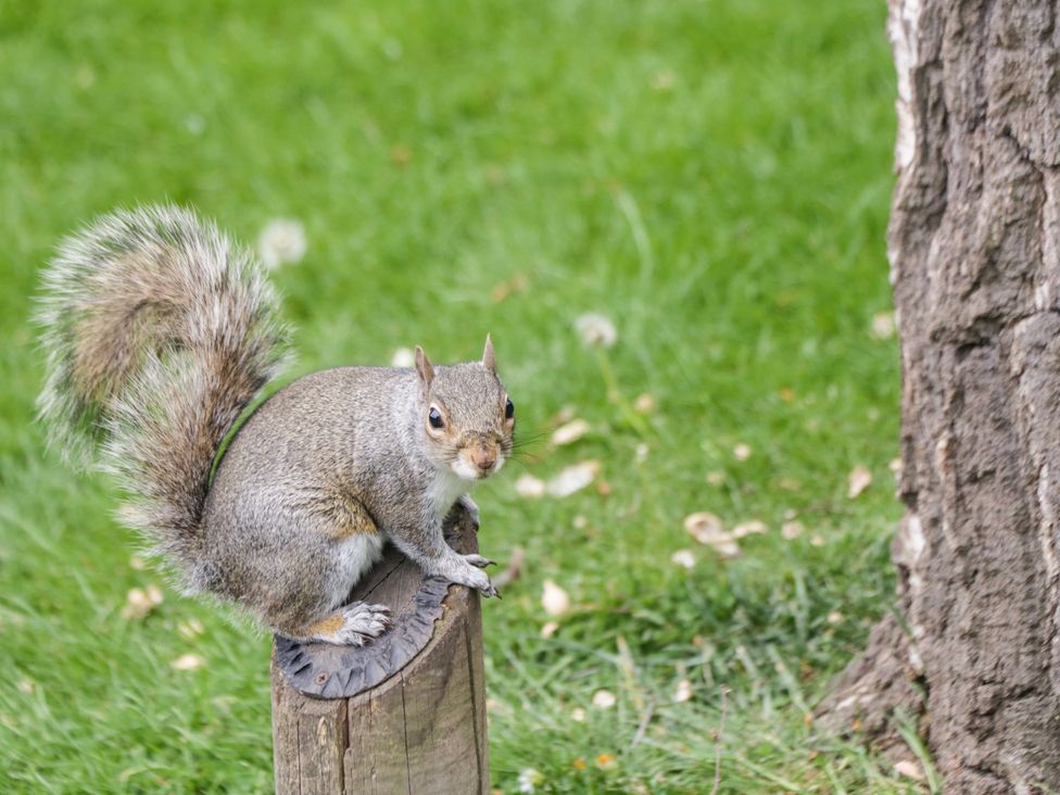 A squirrel sitting on a wooden post next to a tree in a grassy area at Park View in Whitby